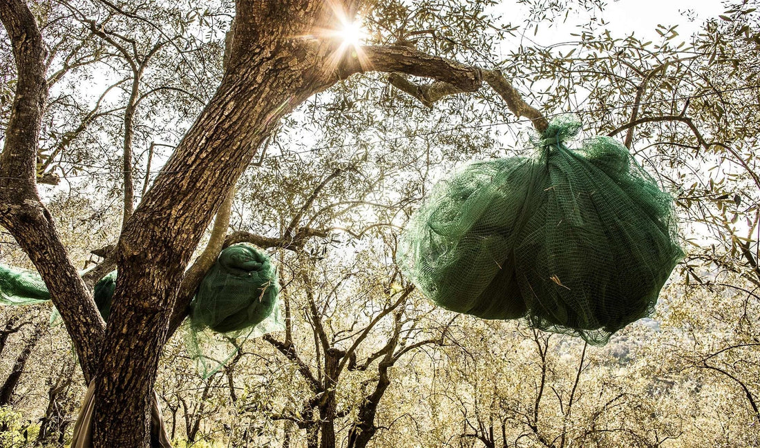 Petricor e la Taggiasca di Lucinasco: l’olio che nasce dalla pietra